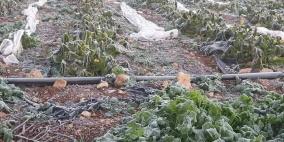 "الصقيع".. خسائر فادحة وتوقع بارتفاع أسعار الخضروات