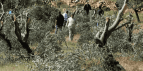 مستوطنون يقتلعون 25 غرسة زيتون غرب سلفيت