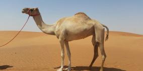 بالفيديو.. ناقة وفية تحتضن صاحبها الذي لم تره منذ فترة