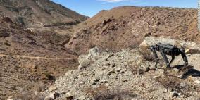 مشهد من الخيال العلمي.. كلاب آلية لحراسة الحدود الأميركية