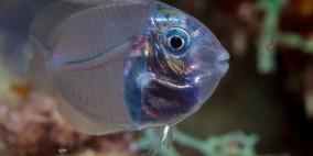 فيديو.. سمكة فريدة شفافة تشبه "البلور" تكاد لا تشاهد