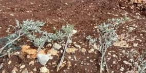 مستوطنون يقتلعون 25 غرسة زيتون في كفر الديك