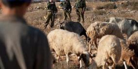 مستوطن يستهدف رعاة أغنام بقنابل الغاز جنوب نابلس