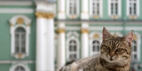 العقوبات تطال القطط الروسية