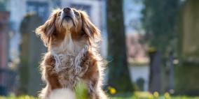 لأصحاب الكلاب.. السلالة ليست وحدها المسؤولة عن تحديد السلوكيات