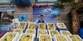 ما لا تعرفه عن أسماك "الفسيخ" وأنواعه في غزة