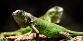 دراسة: واحد من كل خمسة زواحف في العالم يواجه خطر الانقراض