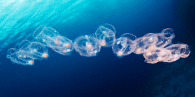 تتبع تطور الرأس بشكل مفاجئ بعيدا عن خط أسلافنا!