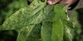 مبيدات الاحتلال تطارد مزارعي غزة في مصدر رزقهم