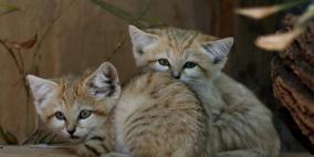 مريضان عقليا يجمدان 60 قطة في ثلاجة