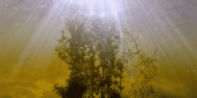 بالفيديو: اكتشاف أكبر نبتة في العالم "من بذرة واحدة"