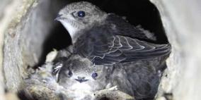 هل سمعتم عن طائر خرج من كنيسة المهد في بيت لحم؟