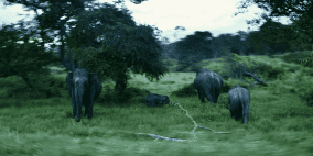 قصة لا تصدق.. فيل يقتل سيدة وينتقم منها بعد موتها