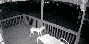 فيديو لمعركة ضارية بين "ذئب وقطة" يحصد ملايين المشاهدات