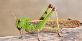 عن طريق الشم.. حشرة تكشف مرض السرطان