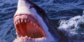 مصر: مصرع امرأة ثانية هاجمتها سمكة قرش جنوب الغردقة