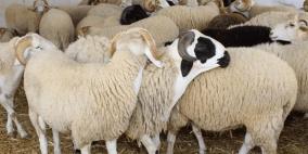  حكم الأضحية عن الميت المتوفى