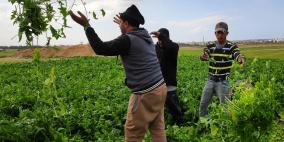 الاتحاد الأوروبي يقدم 2.6 مليون يورو للمزارعين في غزة