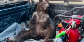 بالفيديو: انقاذ دب في حالة "هلوسة" بعد تناول عسل مخدر