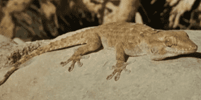 البرص المصري يُقلق إسرائيل.. ما القصة ؟