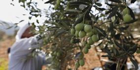 الزراعة توصي بضرورة الالتزام بالموعد المحدد لقطف الزيتون