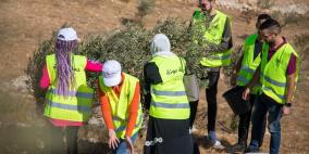 وكالة بيت مال القدس الشريف تُمول عملية قطاف الزيتون في القدس