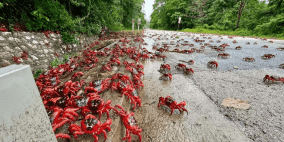 شاهد: السلطعون الأحمر يغزو جزيرة أسترالية