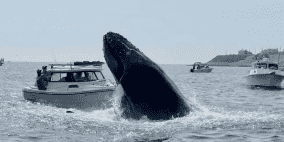 فيديو: حوت ضخم يخرج فجأة من تحت الماء يصيب صيادين بالرعب