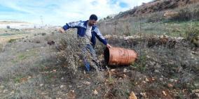 مستوطنون يقتلعون 50 غرسة زيتون غرب سلفيت