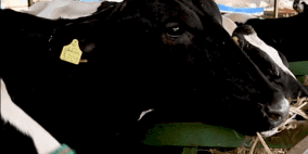 مزرعة إلهام، الحلم يبدأ ببقرة..