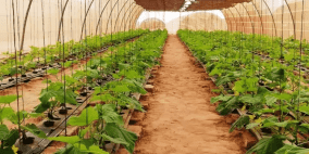 الحكومة تعيد بناء 20 دونما من دفيئات زراعية في غزة