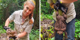 بالفيديو: اكتشاف أكبر ضفدع في العالم "بحجم عملاق"