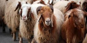 إغلاق كافة أسواق المواشي في الأردن بسبب "الحمى القلاعية"