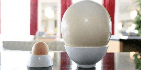 شاب يأكل بالخطأ بيضة ثمنها 10 آلاف جنيه استرليني