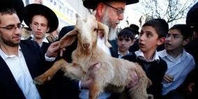 جماعات الهيكل ترصد مكافآت لمن يذبح "القرابين" في المسجد الأقصى