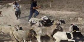 رام الله: مستوطنون يعتدون على المواطنين في قرية المغير