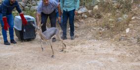 سلطة جودة البيئة تعيد غزالين إلى الطبيعة بعد تحريرهما في ضواحي القدس