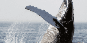 اكتشاف كنز بأكثر من نصف مليون دولار "داخل بطن حوت"