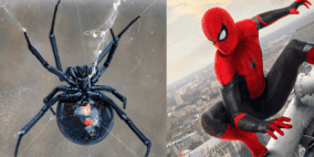 أراد التحول لسبايدر مان.. فلجأ إلى عنكبوت سام وخطير