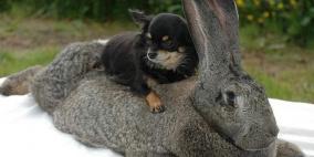 شاهد: أغرب وأضخم أرنب على مستوى العالم