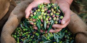 خاص| حملة "بقاء".. دعم المزارعين الفلسطينيين في موسم الزيتون وسط هجمات الاحتلال