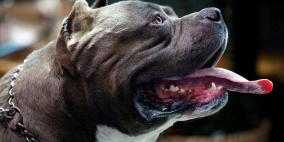 كوريا الجنوبية.. إقرار قانون "تاريخي" بشأن أكل لحم الكلاب