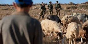 مستوطنون يسرقون عشرات رؤوس الماشية من الأغوار الشمالية