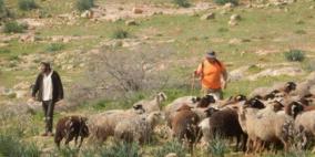 مستوطنون يطلقون مواشيهم في تجمع شلال العوجا شمال أريحا