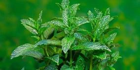 فوائد وأضرار النعناع