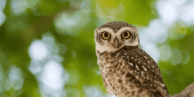 خطة أميركية لإعدام نصف مليون بومة !