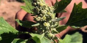 توجهات لزراعة "الكينوا" في فلسطين