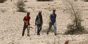 مستوطنون يسرقون أغناما من الخليل والاحتلال يعتقل 4 مواطنين