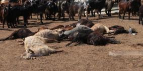 خاص | مستوطنون يلاحقون أهالي "عرب المليحات" بهدف تهجيرهم