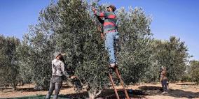 خاص | إطلاق أوسع حملة جماعية لقطف الزيتون لحماية المزارعين